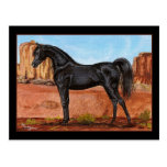 Canyon Wonder Arabian horse postcard