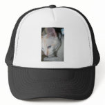 Cap, White Cat hats