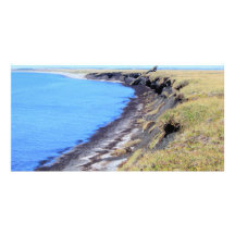 cape blossom 08 in kotz picture card