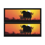 Cape Buffalo Book Markers