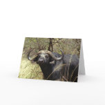 Cape Buffalo cards