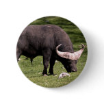 Cape Buffalo Eating Pin