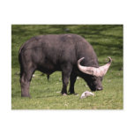 Cape Buffalo Eating