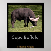 Cape Buffalo Eating Print