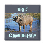 Cape Buffalo safari big 5 magnets