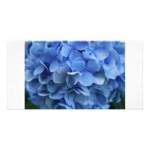 Cape Cod Hydrangea Photo Card