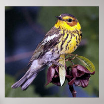 Cape May Warbler Bird Lovers