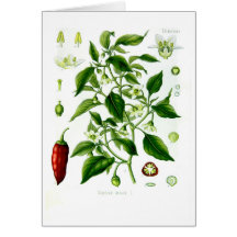 Capsicum annuum (cayenne pepper) cards