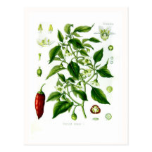 Capsicum annuum (cayenne pepper) postcard