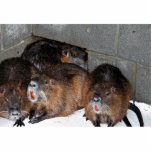 Captive Nutria at Blackwater National Wildlife Ref Photo Cutouts