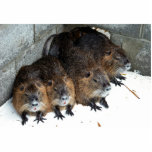 Captive Nutria at Blackwater National Wildlife Ref Acrylic Cut Out