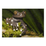 Captive Tapichalaca Tree Frog Hyloscirtus 2 photography