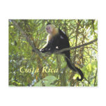 Capuchin Monkey Costa Rica postcards