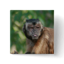 Capuchin Monkey Cute But Cranky Pinback Buttons