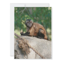 Capuchin Monkey Cute But Cranky Invites