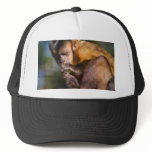 Capuchin Monkey Mesh Hats