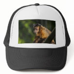 Capuchin Monkey Hat