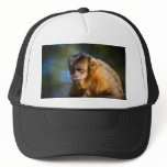 Capuchin Monkey Hats