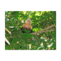Capuchin Monkey - Manuel Antonio Park, Costa Rica Postcards