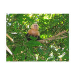 Capuchin Monkey - Manuel Antonio Park, Costa Rica postcards
