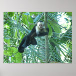 Capuchin Monkey Posters