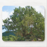 Capulin Tree mousepads