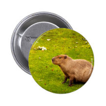 Capybara Buttons