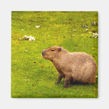Capybara Fridge Magnets