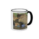 Capybara, Hydrochaeris hydrochaeris), world's Mug