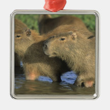 Capybara, Hydrochaeris hydrochaeris), world's Christmas Ornament