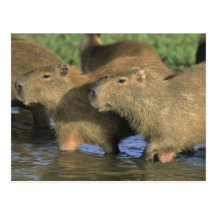 Capybara, Hydrochaeris hydrochaeris), world's Postcards