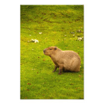 Capybara Photo Print