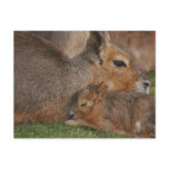Capybaras postcards