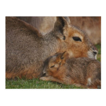 Capybaras Postcard