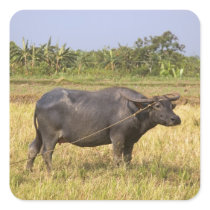 Carabao (2) square stickers