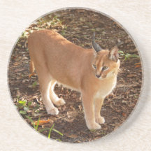 Caracal Lynx Coaster