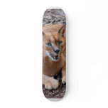 CaracalBCR007 Skate Boards