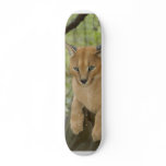 CaracalBCR043 skateboards