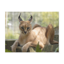 CaracalBCR058