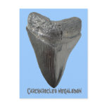 Carcharocles megalodon tooth postcards