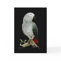 Card - African Grey Parrot
