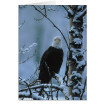 Card / Bald Eagle in Winter Snow