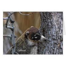 Card: Coatimundi #2