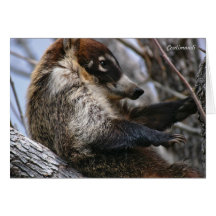 Card: Coatimundi #3