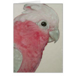 Card - Cockatoo