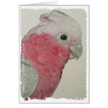 Card - Cockatoo