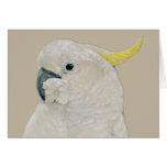 Card - Cockatoo