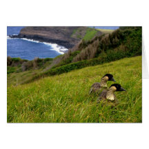 Card /  Endangered Hawaiian Nene Geese