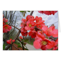 card flowers flor floeur amor