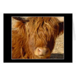 Card - Highland Cattle